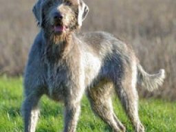 Great wirehaired gryfenees